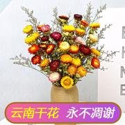 z.云南真花干花小雏菊干花花束，客厅摆设装饰七彩菊花瓶干花插花