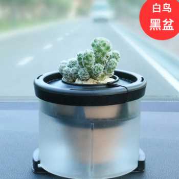 汽车植物摆件车载氧吧车栽真花绿植，养花器车内空气净化器吸甲醛