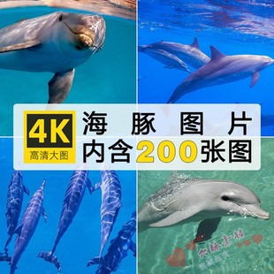 4K高清壁纸海豚表演海洋生物可爱动物图片素材ps绘画设计参考临摹
