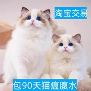 吉林布偶猫幼猫山双重点蓝双海双纯种赛级宠物猫咪长毛仙女猫幼崽