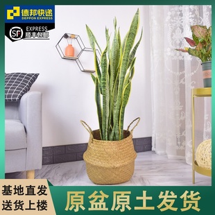 金边虎皮兰大型虎尾兰植物，室内吸甲醛净化空气，客厅绿植盆栽好养活