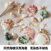 天然贝壳海螺海星海胆，壳幼儿园手工diy相框漂流瓶风铃打孔小贝壳