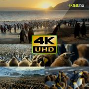 293-4K视频素材-企鹅气候变化全球户外天空美景日出夕阳风光寒冷