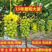 巨峰葡萄苗大蓝宝石葡萄树苖果树果苗南北方种植爬藤盆栽当年结果