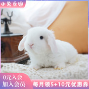 宠物兔子活物侏儒兔垂耳兔活体纯种粘人的小宠物小型好养易活幼兔