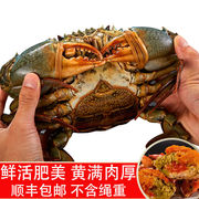 青蟹黄油蟹2斤膏蟹鲜活水产红膏蟹海鲜特大螃蟹包活螃蟹
