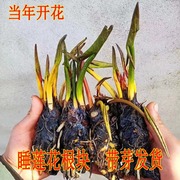 大睡莲根块池塘植物睡莲花水培，四季盆栽水养，荷花种根睡莲根茎带芽