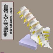 自然大一比一成人五节腰椎带尾椎模型人体O骨骼模型腰椎模型包