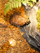 鱼缸装饰石子木纹石彩石鱼缸，龟缸底砂铺底造景石造景砂小石子