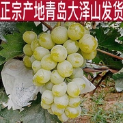 青岛大泽山泽山一号白玫瑰香，葡萄苗当年挂果，大葡萄树水晶爬藤