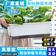 家庭阳台种菜神器栽蔬菜专用种植箱，塑料自吸水懒人长方形大花盆槽