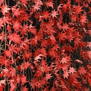 仿真红枫叶假花藤条装饰塑料，绿树叶藤蔓空调，下水管道吊顶缠绕遮挡