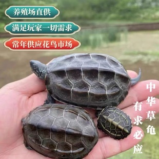 中华草龟外塘小乌龟长寿龟金线龟草龟观赏宠物龟墨龟苗送龟粮