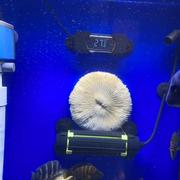 天然白珊瑚(白珊瑚)圆形海菊，花海蘑菇贝壳鱼缸造景，道具装饰品摆件水晶消磁