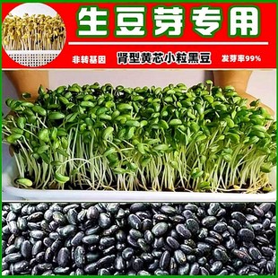 发芽小黑豆5斤黄芯芽豆，生芽专用黑豆小豆，新货芽苗菜水培蔬菜种子