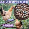 正宗散养土鸡蛋新鲜农村野外月子，孕妇本柴鸡蛋有机虫草笨鸡蛋50枚