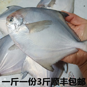 小银鲳新鲜海捕鲳鱼新鲜鲜活海鱼青岛海鲜水产鱼类3斤