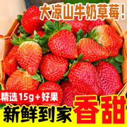 四川大凉山红颜草莓新鲜当季孕妇，水果头茬鲜果99奶油草莓5斤