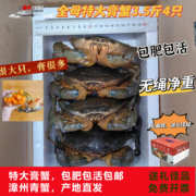 福建青蟹鲜活特大超大一斤一只大海蟹活体螃蟹，红鲟膏蟹3.5斤4只