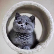 纯种蓝猫幼猫英短折耳猫幼崽活体矮脚英国短毛猫小猫宠物猫咪活物