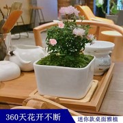 姬乙女月季迷你小盆栽，室内客厅茶桌面绿植，超微型蔷薇玫瑰花卉盆景