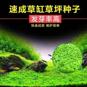 观赏鱼缸水陆造景矮珍珠小对叶大对叶牛毛(叶，牛毛)爱情草幸运草种子出芽高