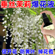 垂丝茉莉专用营养液促开花治黄叶枯萎生长慢专用生根液体肥