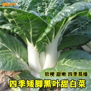 四季黑叶甜白菜种籽奶油白菜小白菜种子农家青菜籽阳台蔬菜种孑籽