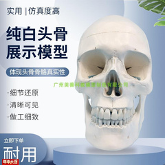 进口1 b1人体头骨模型骷髅头模型人体头颅骨骨骼模型头骨标本