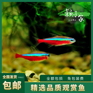 巴西宝莲灯鱼活体灯科淡水观赏热带鱼水草缸群游包活定水现货