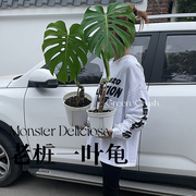 老桩一叶龟背竹大型盆栽植物室内客厅大叶绿植好养净化空气四季迷