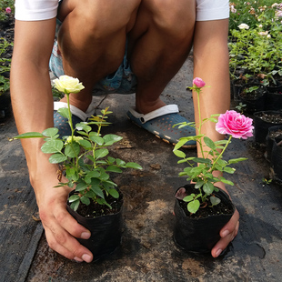 月季花苗爬藤开花植物特大花卉盆栽绿植四季玫瑰，果汁阳台藤本蔷薇