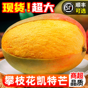 四川攀枝花凯特芒果新鲜10斤芒果水果新鲜当季超甜凯特芒