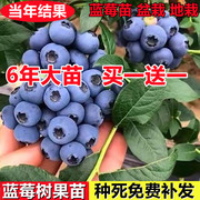蓝莓树果苗带果盆栽，地栽阳台果树苗南方北方种植当年结果蓝莓苗