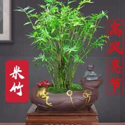 米竹盆景植物室内微观盆景凤尾竹观音竹，观赏竹子庭院小型米竹盆栽