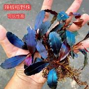 辣椒榕水榕无需二氧化碳布朗尼(布，朗尼)蓝精灵草缸沉木造景懒人水草
