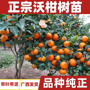 广西武鸣沃柑树苗南北方，种植无核籽桔橘子盆栽，嫁接水带果正宗091