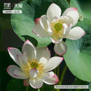 花彩碗莲水培植物种藕四季水养，阳台鱼缸池塘，夏季微型荷花水生好养