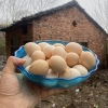 正宗土鸡蛋农家散养新鲜土鸡蛋柴鸡蛋草鸡蛋挨家挨户收购农村30枚
