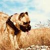 大型狗背带牵引绳猛犬比特训练狗套装胸背宠物背心式胸背带狗胸背