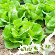 生菜种子种籽大全四季春季蔬菜孔雀菜孑籽种菜籽意大利苗带土木耳