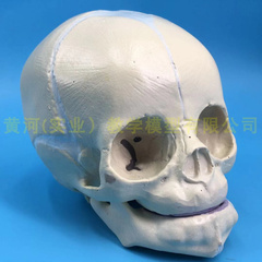 婴儿头骨模型 胎儿头骨 人体骨骼模型 婴儿头颅 骷髅头骨模型