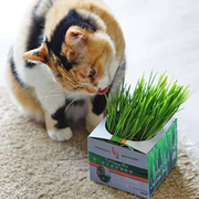 DATCOG有机健康猫草小麦种子无土盆栽即食去化毛球零食猫咪用品
