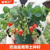 奶油草莓苗盆栽种籽子可食用红颜四季结果，阳台种植新苗秧多年生