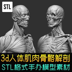 人体肌肉骨骼解剖模型3d打印文件stl模型医学艺用3d摆件cg素材