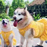狗狗衣服夏季公主风，金毛萨摩耶阿拉斯加大型犬，狗狗裙子薄款衣夏装