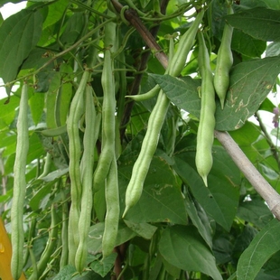 高产四季豆种孑豇豆，蔬菜种子长豆角，种籽九粒白芸豆四季种播不搭架