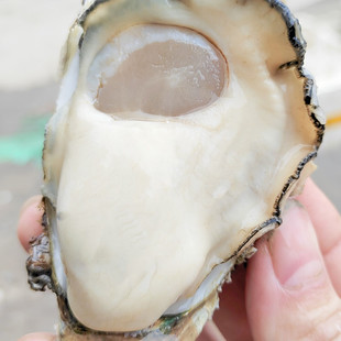 湛江生蚝鲜活10斤新鲜海蛎子特大牡蛎广东海鲜水产贝类