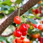 四川玛瑙红樱桃树苗车厘子树苗，北南方种植樱桃，苗树水果树果苗大全