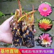 池塘睡莲香水花鱼缸睡莲根，块带芽四季盆栽水培植物庭院大小花苗